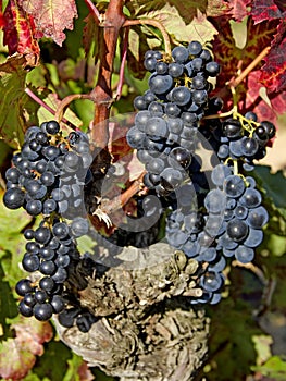 Ripe blue grapes