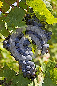 Ripe blue grapes