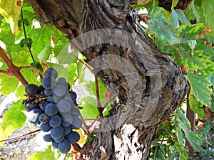 Ripe blue grapes