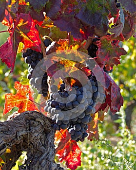 Ripe blue grapes