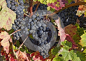 Ripe blue grapes