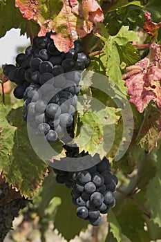 Ripe blue grapes