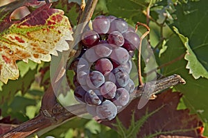 Ripe blue grapes