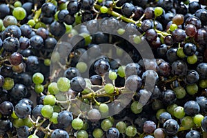 ripe blue grapes for background, grape harvest close-up
