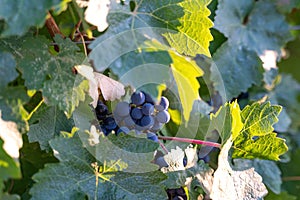 Ripe blue grapes growing in vineyard at sunset time, selective focus. Vineyards grape at sunset in autumn harvest