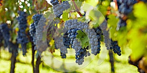 Ripe blue grapes hanging in the vineyard on an autumn day