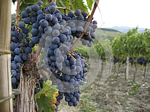 Ripe blue grapes hanging in a vineyard in Tuscany, Italy