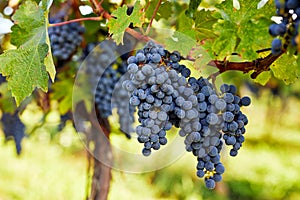 Ripe blue grapes in the vineyard