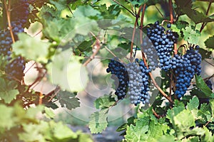 Ripe blue grapes in vineyard. Autumn, harvest time