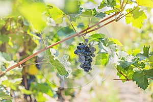 Ripe blue grapes in vineyard. Autumn, harvest time