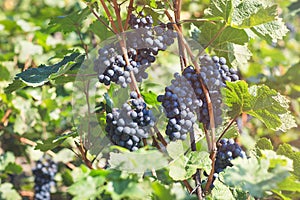 Ripe blue grapes in vineyard. Autumn, harvest time