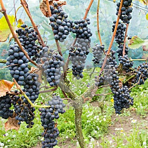 Ripe blue grapes in the vineyard
