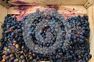 Ripe blue grapes in a wooden box