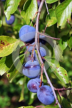 Ripe blue plum