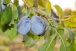 Ripe blue plum fruits close-up on a branch in the sun. Autumn Harvest
