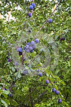 Ripe blue plum on the plum tree