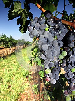 Ripe blue vine