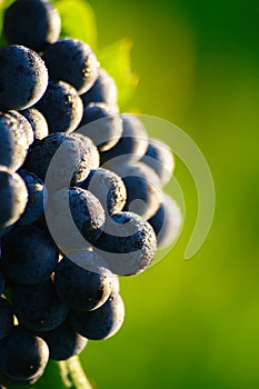 Ripe Blue Wine Grapes