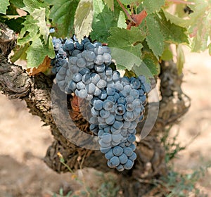 Ripe blue wine grapes on old trunk background