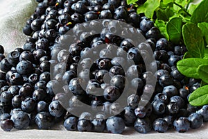 Ripe blueberries