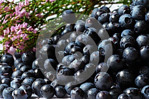 Ripe blueberries