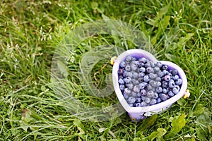 Ripe blueberries in basket at a pick berry farm