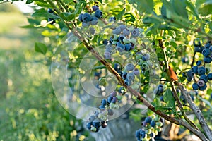Ripe blueberries bilberry on a blueberry bush