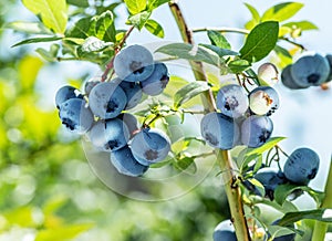 Ripe blueberries bilberry on a blueberry bush on a nature background