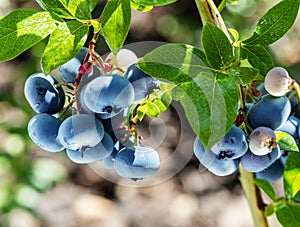 Ripe blueberries bilberry on a blueberry bush on a nature background