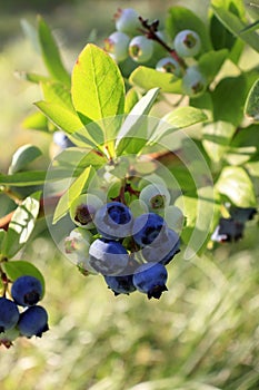 Ripe blueberries (bilberry) on a blueberry bush on a nature background.