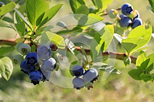 Ripe blueberries (bilberry) on a blueberry bush on a nature background.