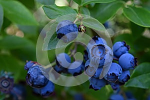 Ripe blueberries on a blueberry bush