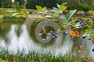 Ripe blueberries on a blueberry bush