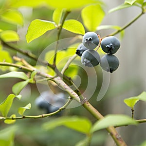 Ripe blueberries on a branch