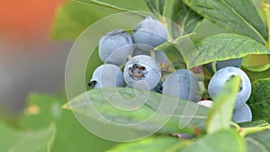 Ripe blueberries on a branch in a blueberries orchard. Close-up view, zoom in video