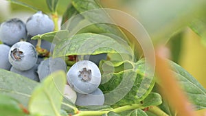 Ripe blueberries on a branch in a blueberries orchard. Close-up view, zoom in video