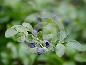 Ripe blueberries on a branch, close-up, macro. Natural beautiful background or screensaver. Useful forest berries, folk