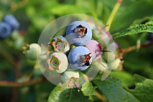 Ripe blueberries on the bush