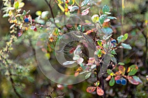 Ripe blueberries on the bush branches  in the North of Yakutia, Sakha Republic