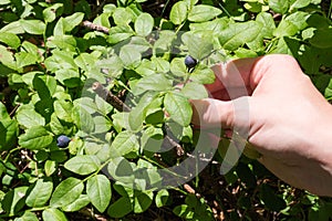 Ripe blueberries in the forest