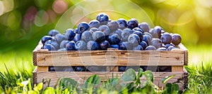 Ripe blueberries in garden oasis, surrounded by vibrant blooms and fragrant scents photo