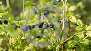 Ripe blueberries. Green blueberry bush with juicy ripe berries in the forest