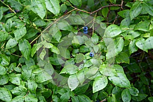 Ripe blueberries growing on a blueberry bush under a protective net