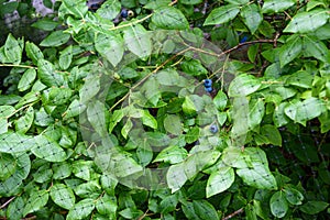 Ripe blueberries growing on a blueberry bush under a protective net