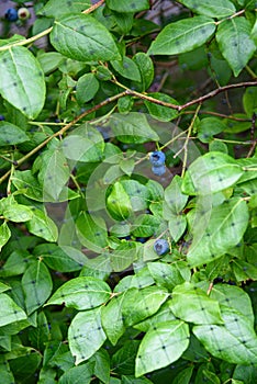 Ripe blueberries growing on a blueberry bush under a protective net