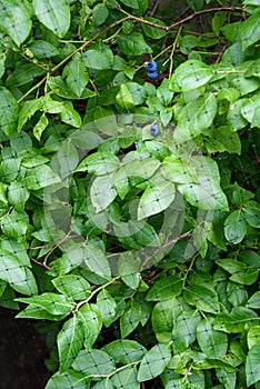 Ripe blueberries growing on a blueberry bush under a protective net