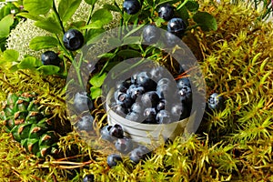 Ripe blueberries lying on a background of moss