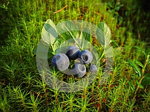 Ripe blueberries lying on a background of moss