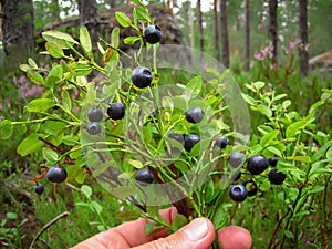 Ripe blueberries lying on a background of moss green