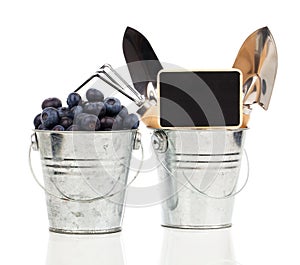 Ripe blueberries in metallic bucket with garden tools